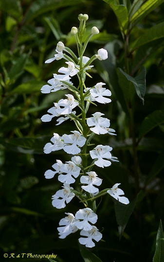 {Platanthera peramoena}